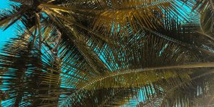 pexels-photo-1862695-1862695