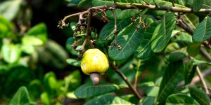 pexels-quang-nguyen-vinh-222549-10615944